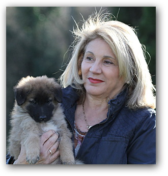 corsini belgian shepherds