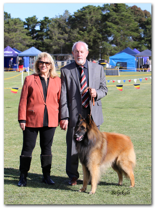 corsini belgian shepherds