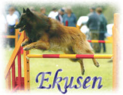 Ekusen Belgian Shepherds