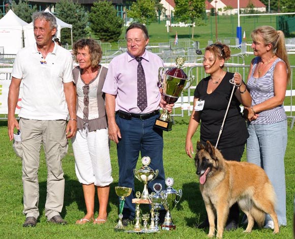 corsini belgian shepherds