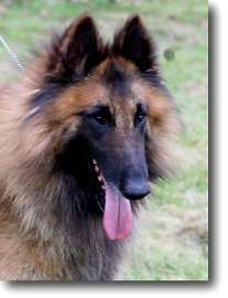 Corsini Hunter - belgian shepherd dog