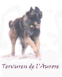 Tervuren de l'Aurore