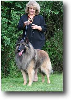 Corsini - belgian shepherd dog