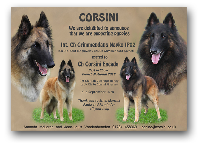 corsini belgian shepherds