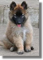 puppy33