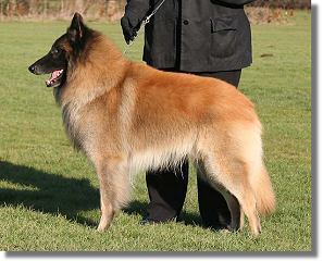 Corsini Valentino - belgian shepherd dog