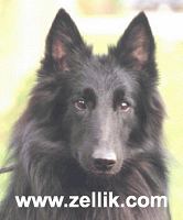 Zellik Belgian Shepherds