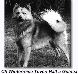 Ch Winterreise Toveri Half a Guinea
