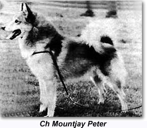 Ch Mountjay Peter