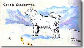 finnish spitz stamps