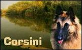 Corsini Belgian Shepherds